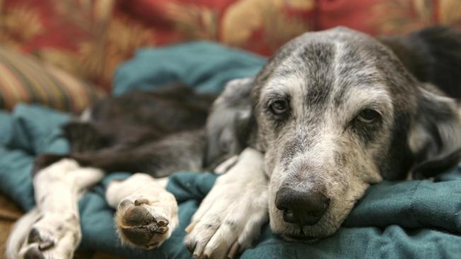 la prednisona ayuda a los perros con artritis