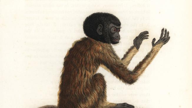 Ilustración de un mono cajao.
