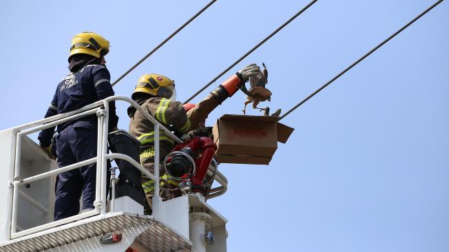 Dos bomberos y un operario de Emcali, subieron a 8 metros de altura y lograron poner a salvo el ave.