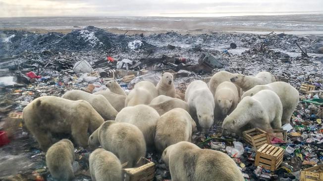 Hasta la aldea de Beluchia Guba, al norte del Ártico ruso, llegan osos polares en busca de alimento, escarbando entre lo más recóndito de los desechos humanos.