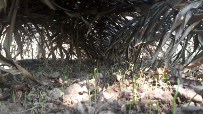 La Fuerza Pública ya ha encontrado viveros artesanales en los que se siembran semillas de coca hasta que germinan y alcanzan unos 15 centímetros.