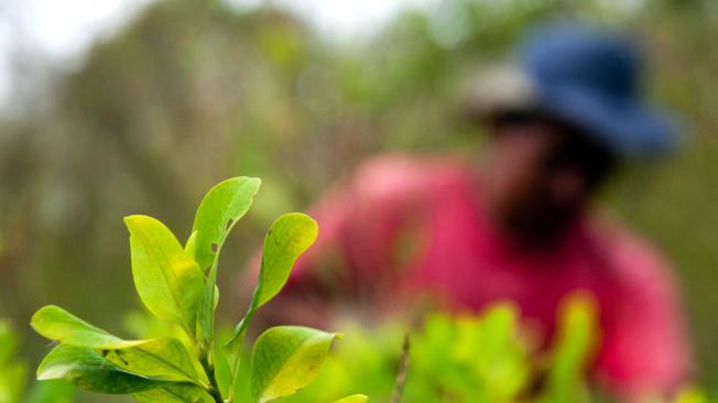 El cultivo de coca, la planta utilizada para producir cocaína, se redujo por área en Colombia por primera vez desde 2012, aunque sigue siendo extenso, dijeron las autoridades estadounidenses el 26 de junio de 2019.