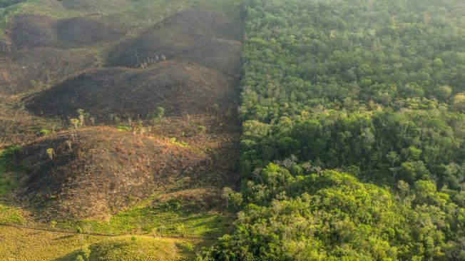 Esta es la diferencia entre el bosque manejado de manera sostenible por Acofop y el que no. La comunidad usa drones para controlar los incendios.