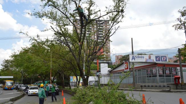 Área Metropolitana del Valle de Aburrá, autoridad ambiental, ratificó la autorización de la tala de árboles en el corredor verde.