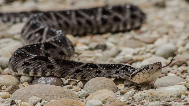 La mapaná o talla equis es una de las serpientes más temidas en el Pacífico colombiano, cuando muerde, su veneno afecta a la sangre y los tejidos.