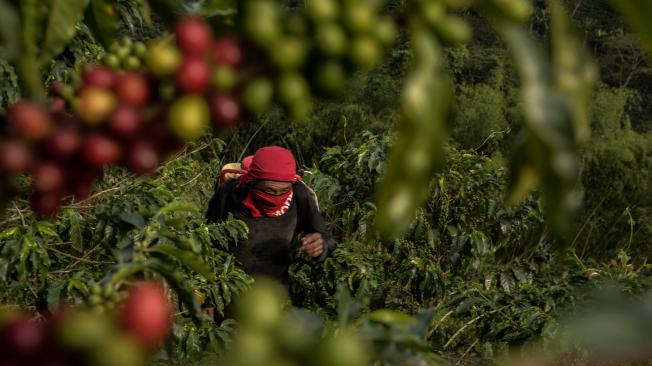 Caficultores de Risaralda perdieron, sin embargo, cerca del 30 % de sus cultivos debido a la ola invernal.