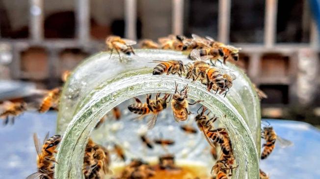 El uso de pesticidas está afectando a más del 70% de las abejas.
