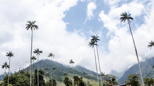 Salento es uno de los municipios más visitados del Eje Cafetero. En este queda el Valle de Cocora donde crecen las palmas de cera.