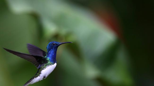 561 aves vuelan en el cielo de Cali. Corresponden a un poco más del 30 % en todo Colombia. Cali es la ciudad con más aves.