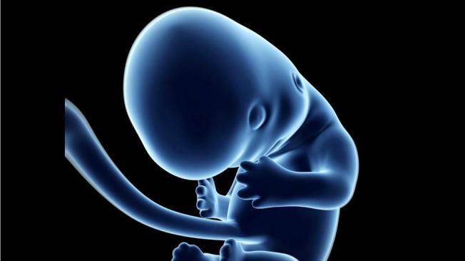 Así se ve el feto en el segundo mes.