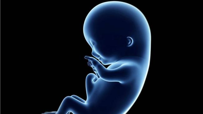 Así se ve el feto en el tercer mes.