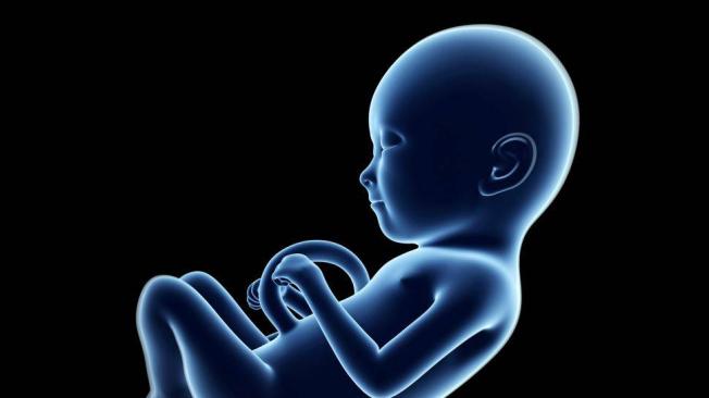 Así se ve el feto en el quinto mes.