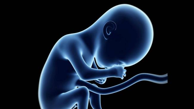 Así se ve el feto en el sexto mes.