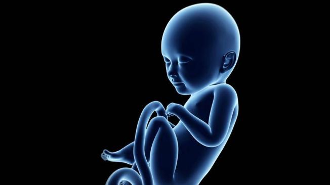 Así se ve el feto en el octavo mes.