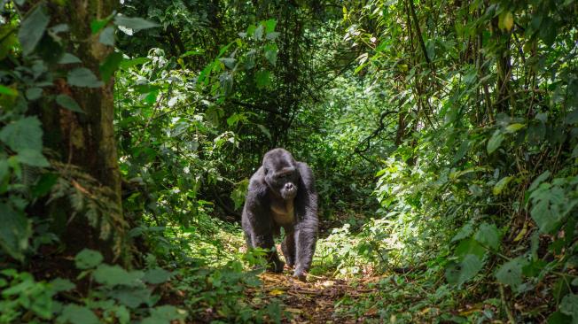Esta  investigación cambia lo que sabemos de los gorilas y tienen implicaciones para lo que entendemos sobre la evolución humana.