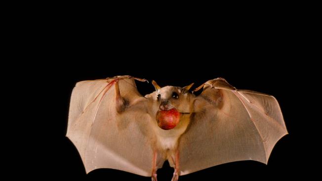Un  murciélago frugívoro  (Epomophorus labiatus) llevando un higo maduro en Kenia.