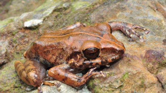 Cuarentena Descubren Dos Nuevas Especies De Rana De Lluvia En El País 1519