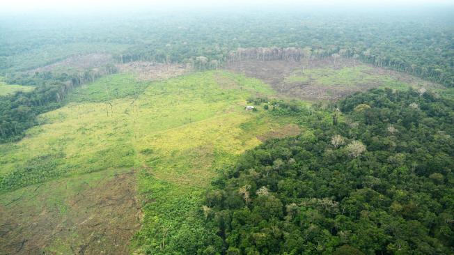 Según la FCDS, el área de los parches de bosque deforestados está entre 0,5 y 57 hectáreas.