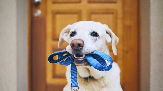 los collares de estrangulamiento son buenos para los perros