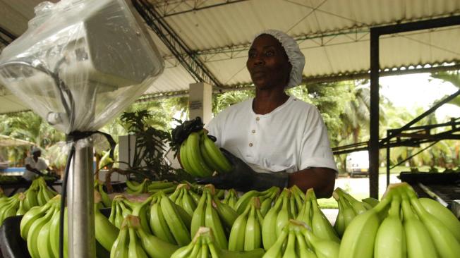 La agroindustria del banano es una de las principales fuentes de trabajo del departamento del Magdalena.