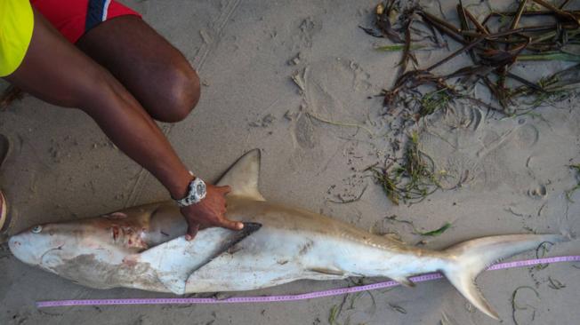 “Los tiburones, al ser depredadores tope, estarían consumiendo elementos tóxicos que han obtenido sus presas a lo largo de toda la cadena alimenticia”, dice la investigadora.