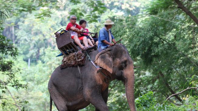 Los turistas dan un paseo en elefante en Tailandia. La organización World Animal Protection insta a los turistas a no hacerlo.
