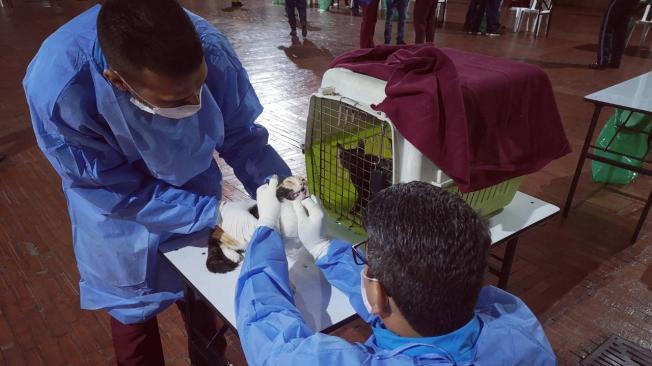 Los expertos del IDPYBA harán seguimiento a las condiciones de salud de estos felinos.