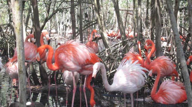 Cientos de Flamingos son uno de los atractivos del Aviario Nacional de Barú.