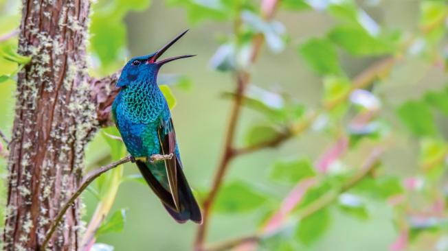 Un ‘colibrí coruscans’. En el libro, ‘Colombia: encuentros con su biodiversidad’, las protagonistas son las aves.