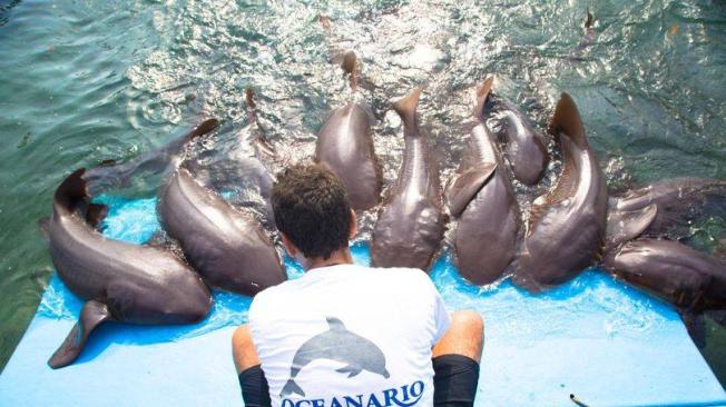 El Oceanario Islas del Rosario, es otro de los centros se conservación que necesita ayuda para seguir alimentando a las especies marinas que tienen bajo su cuidado.