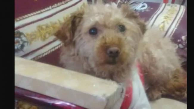 Canela, la canina que sobrevivió a ser apuñalada en Nariño.