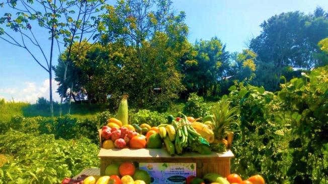 La Huerta en Casa ofrece 20 productos orgánicos que están en cosecha.