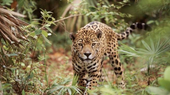 Según el mapa de la Alianza Latinoamericana para la Conservación del Jaguar, 26 de las 34 subpoblaciones de la especie se ubican en zonas transfronterizas.