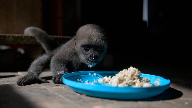 Maikuchiga es un centro de rehabilitación de primates que reintroduce a la selva a los cachorros de mono, cuyas madres fueron víctimas de la caza para el tráfico ilegal.