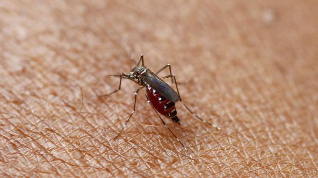 El ‘Aedes aegypti’ (foto) es el mosquito transmisor del dengue. Son características en él las rayas blancas en el dorso y las patas.