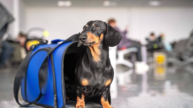 cómo puedo traer a mi perro de japón a estados unidos