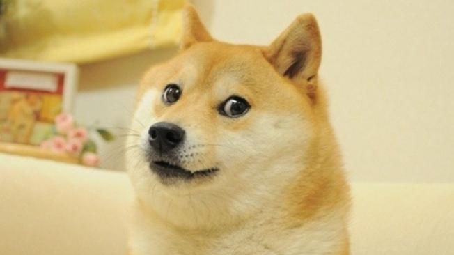 El meme de 'Doge' se originó en 2013 en la plataforma de Tumblr.