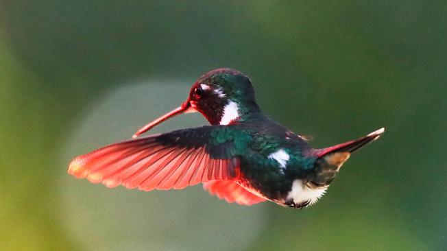 "Acá en Monserrate, en el transcurso de tiempo que llevamos registrando especies, hemos registrado ya 18 especies de colibrís; en Estados Unidos puede haber unas 23 especies en todo el territorio", relata Cantor.