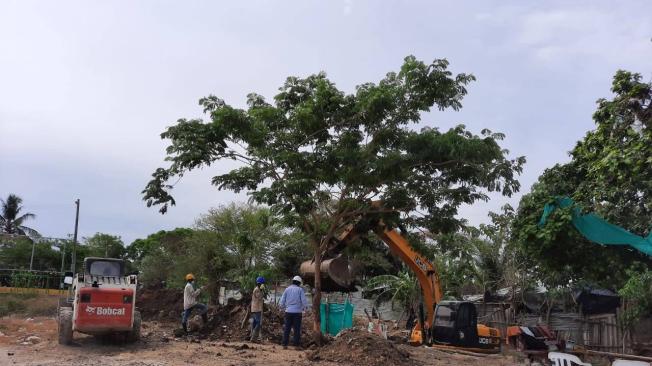 Cardique con el apoyo del consorcio Progreso Bolívar y la comunidad realizará el mantenimiento del individuo arbóreo.