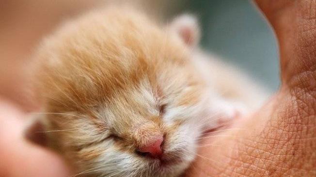 Gato recién nacido.