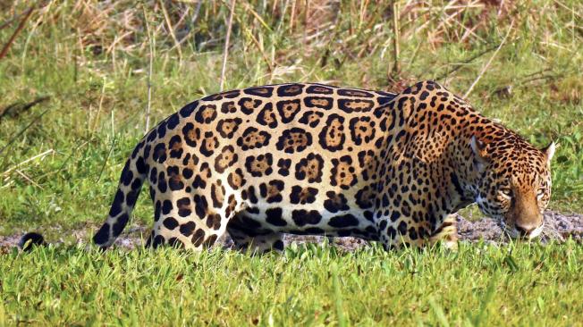 El jaguar es una especie "casi amenazada" según la Unión Internacional para la Conservación de la Naturaleza (UICN).