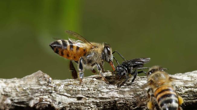 Para crear conciencia sobre la importancia de proteger los polinizadores, el 20 de mayo de cada año se celebra el Día Mundial de las abejas.