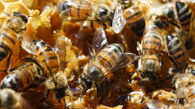 Muchas de estas abejas se encuentran en serio peligro debido, principalmente, a la pérdida de hábitat provocada por la expansión de la agricultura intensiva y la urbanización.
