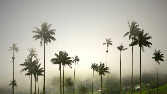 Las majestuosas palmas de cera del Valle del Cocora.