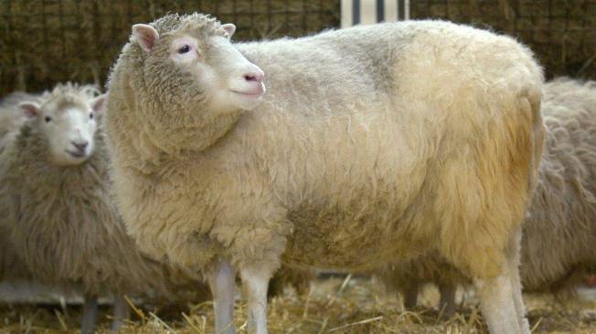 En 1996 nace la oveja Dolly, en Reino Unido.