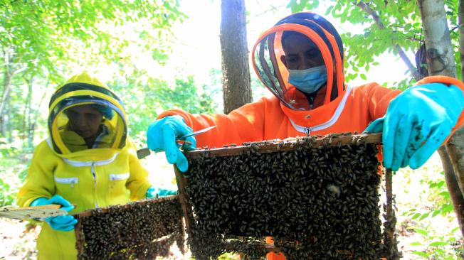 La cultura apícola en el Bajo Cauca no es nueva. Allí, hace más de 10 años, como es el caso de Olga Marina Olmos, viene produciendo miel.