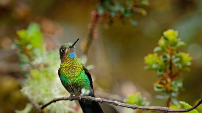 Chingaza se destaca por albergar especies como osos de anteojos, patos, dantas de páramo, colibríes y venados.