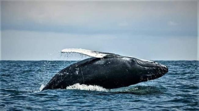 Las ballenas se pueden apreciar a 10 ó 15 metros de distancia.