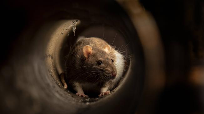Gran problemática de salud pública atraviesa una ciudad de Inglaterra debido al aumento de ratas.