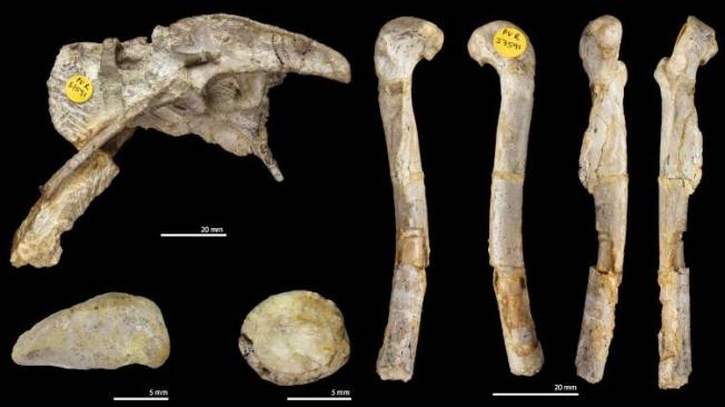 Los huesos fosilizados se confundieron con otra especie durante muchos años.